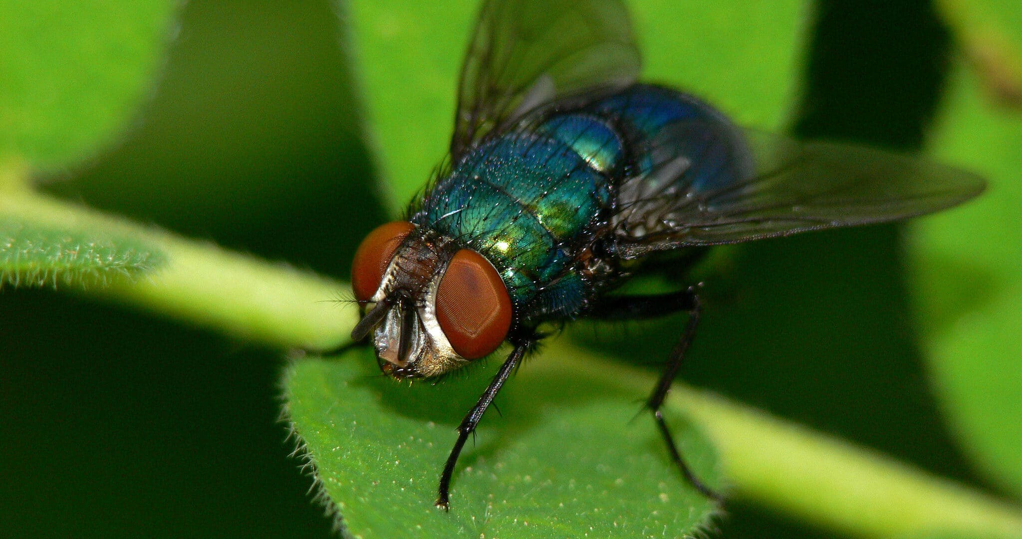 Blow fly