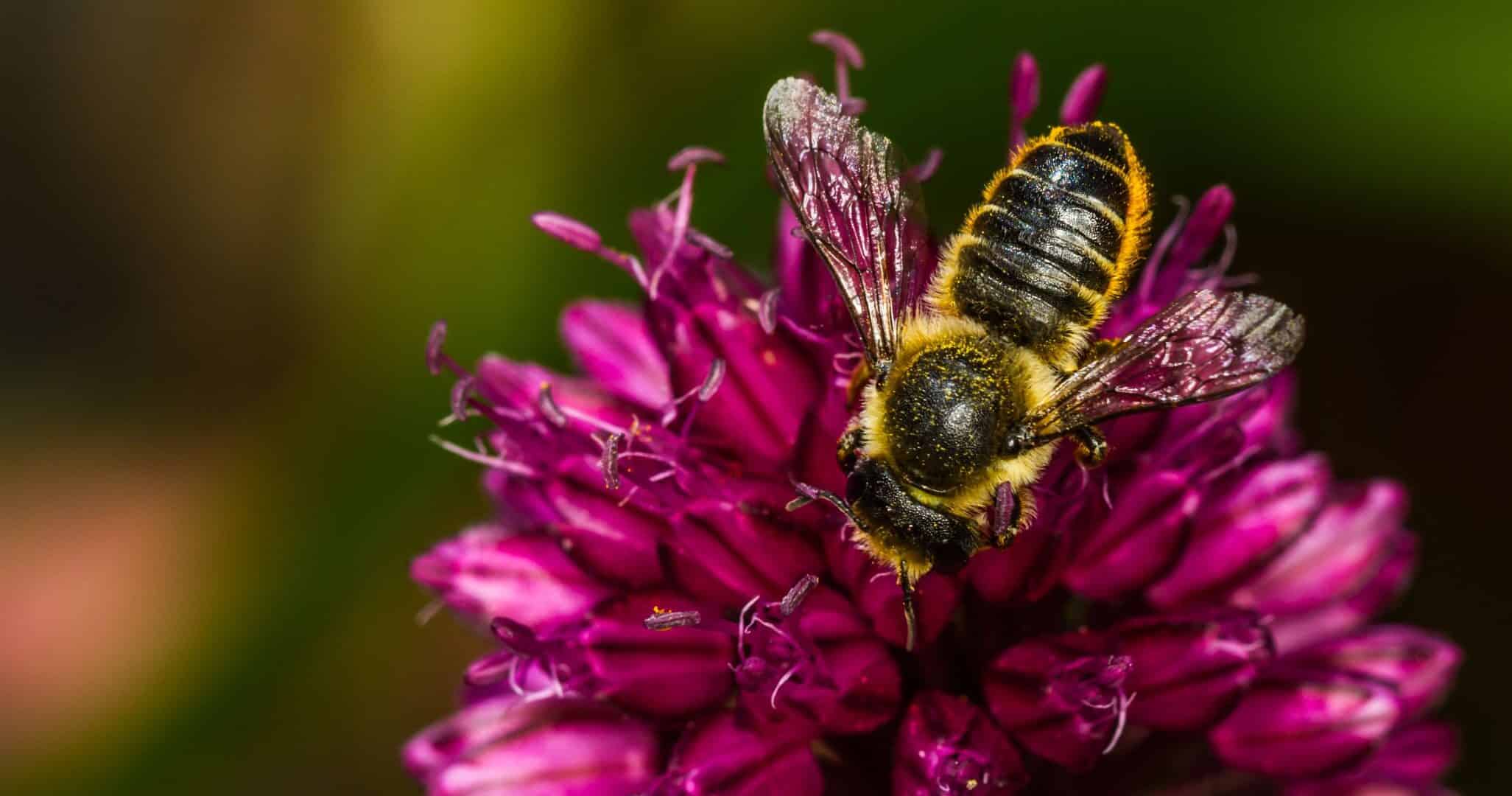 Leaf Cutter Bee Megachile centuncularis on allium