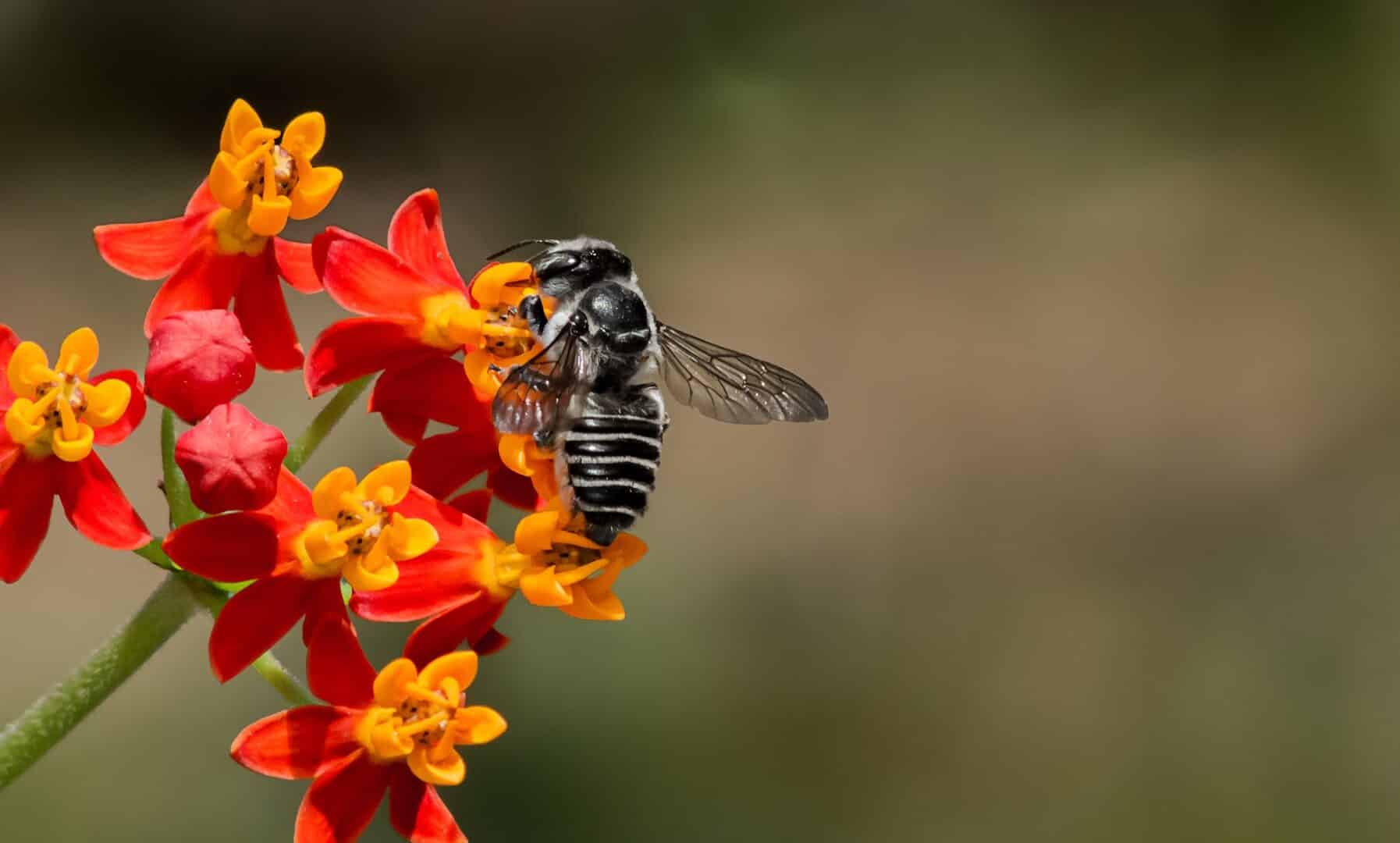 Leaf cutter Megachile rotundata milkweed