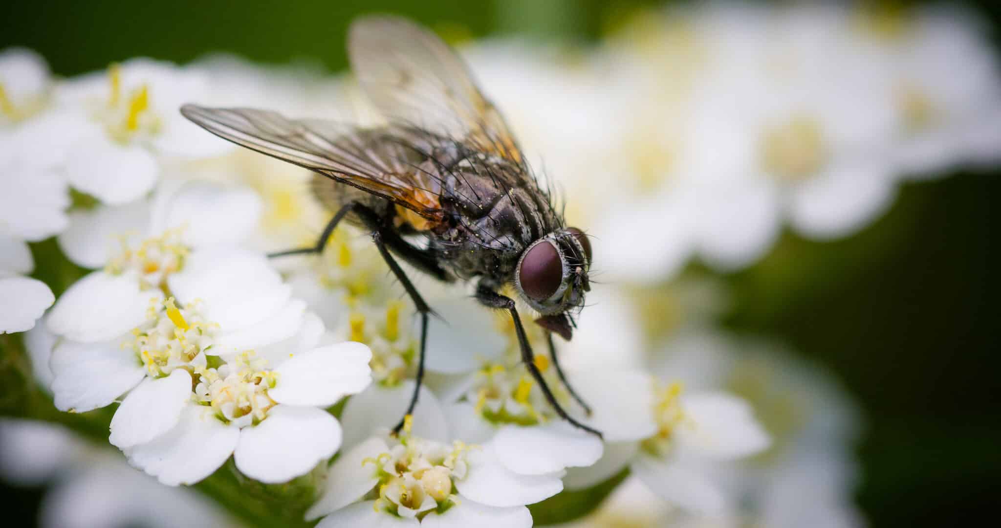 Fly on white flowers