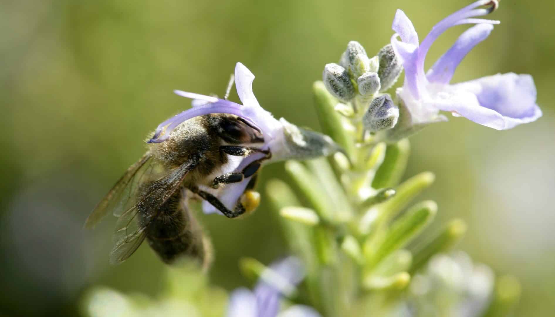 Bee on rosemary flower