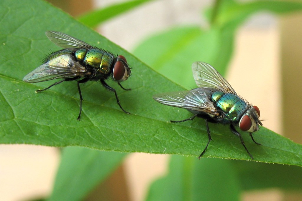 Two flies on leaf