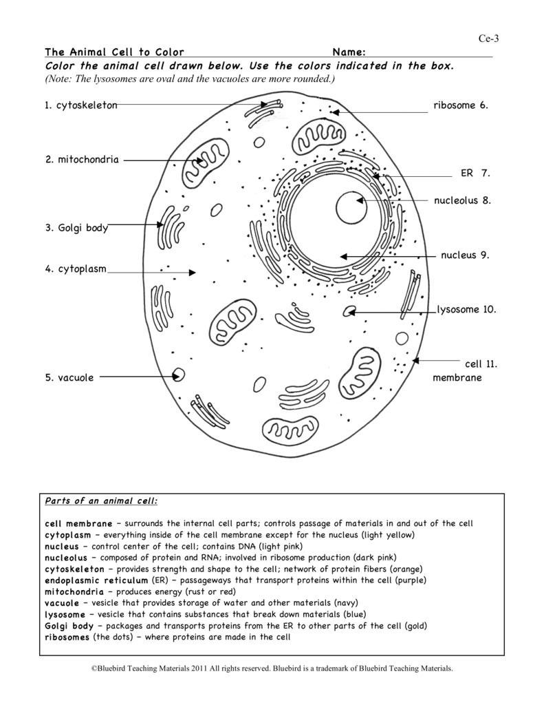 Animal And Plant Cells Worksheets Answer Key