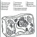 Coloring Page Animal Cell – Amicuscolorco