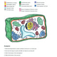 Coloring  Plant Coloring Cell Shieldprint Co Answer Key