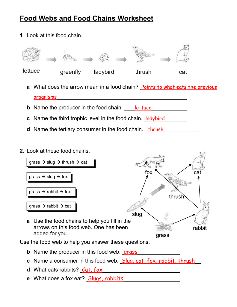 Food Webs And Food Chains Worksheet Answers  Yooob