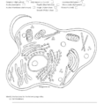 Name Animal Cell Coloring Sheet Cell Membrane Ligh Brown