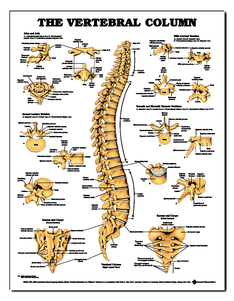 Vertebral Column Anatomy Chart Spine Poster Spinal Wallchart | Images ...