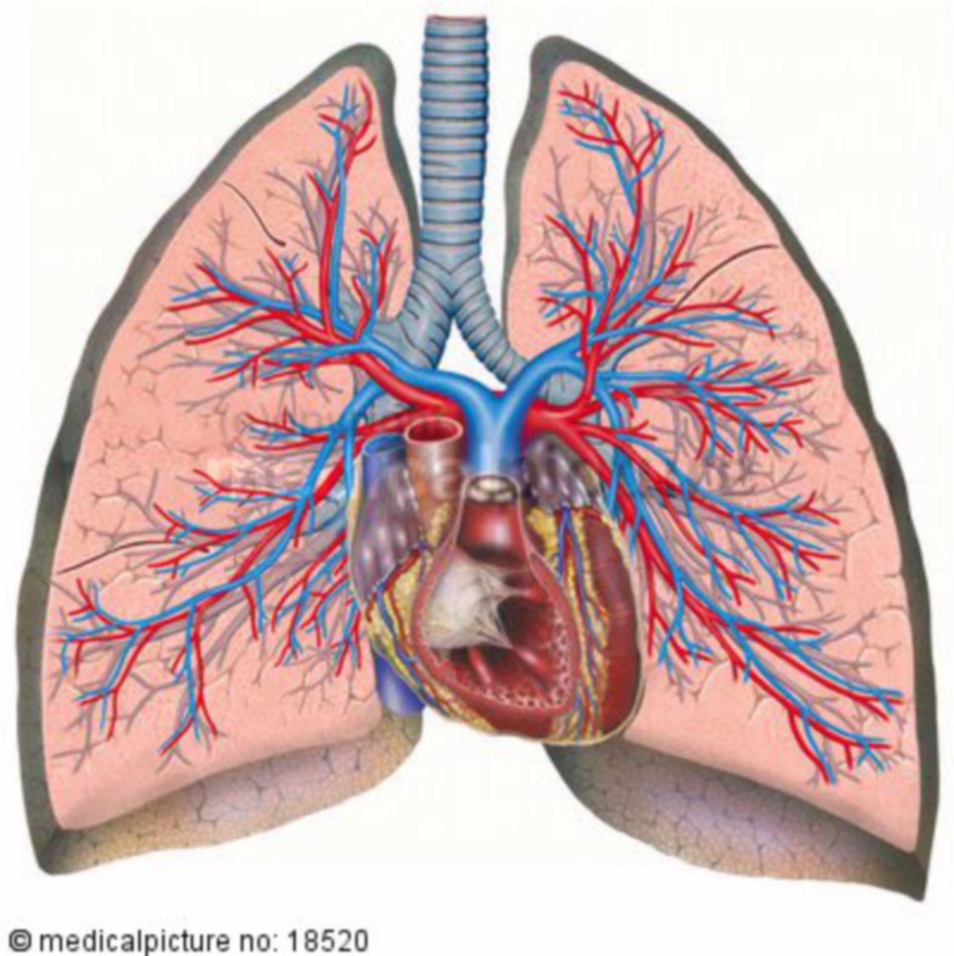 Heart And Lung Illustration Heart And Lungs Diagram, Heart, 47% OFF