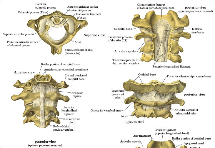 Spinal Anatomy Reference Chart