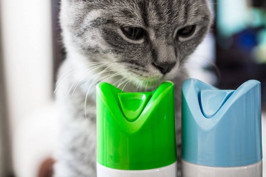 Sind Lufterfrischer sicher für Katzen?