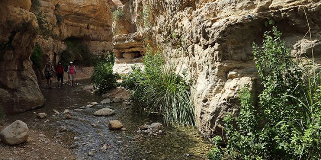 Ein Gedi Nature Reserve