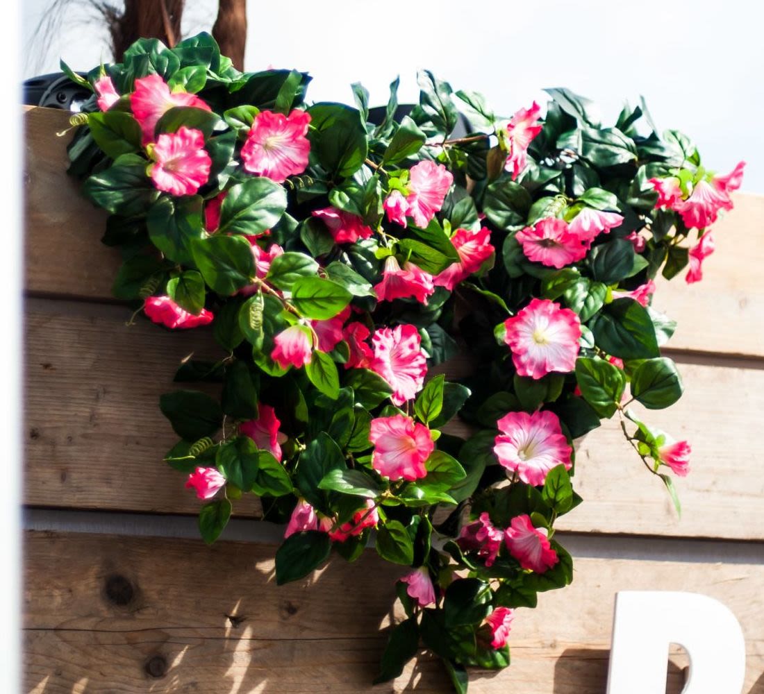 Hangpetunia Roze