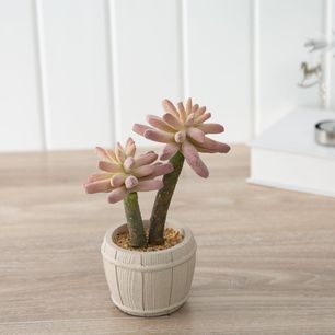 Botanica Succulent With Cement Pot