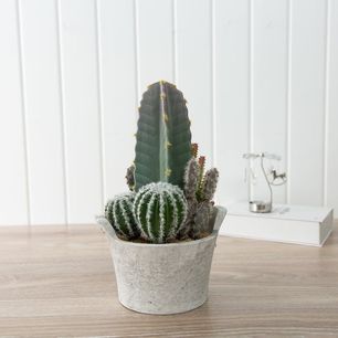 Botanica Cactus With Paper Pot