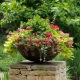  Flowers for flower beds: what to choose and how to care?