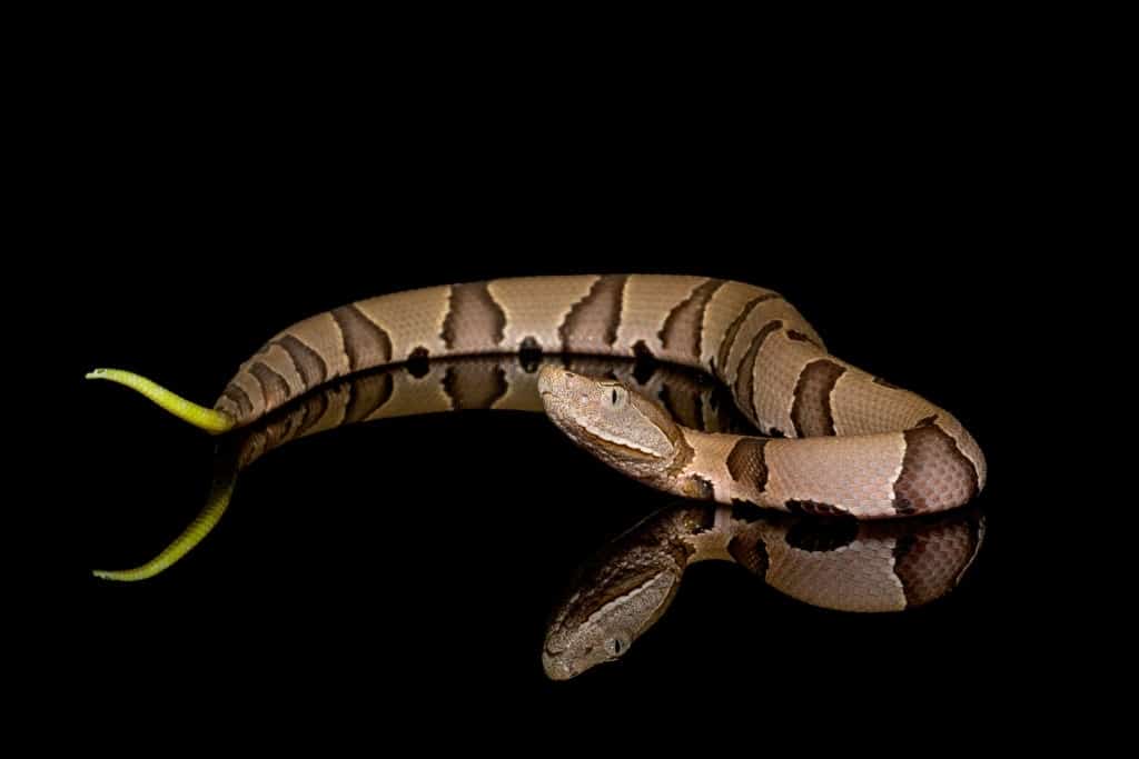 features of copperhead snake