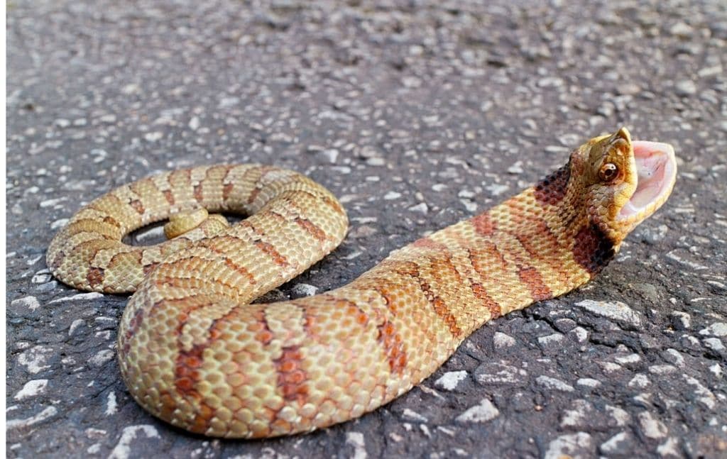 eastern hognose snake lookalike