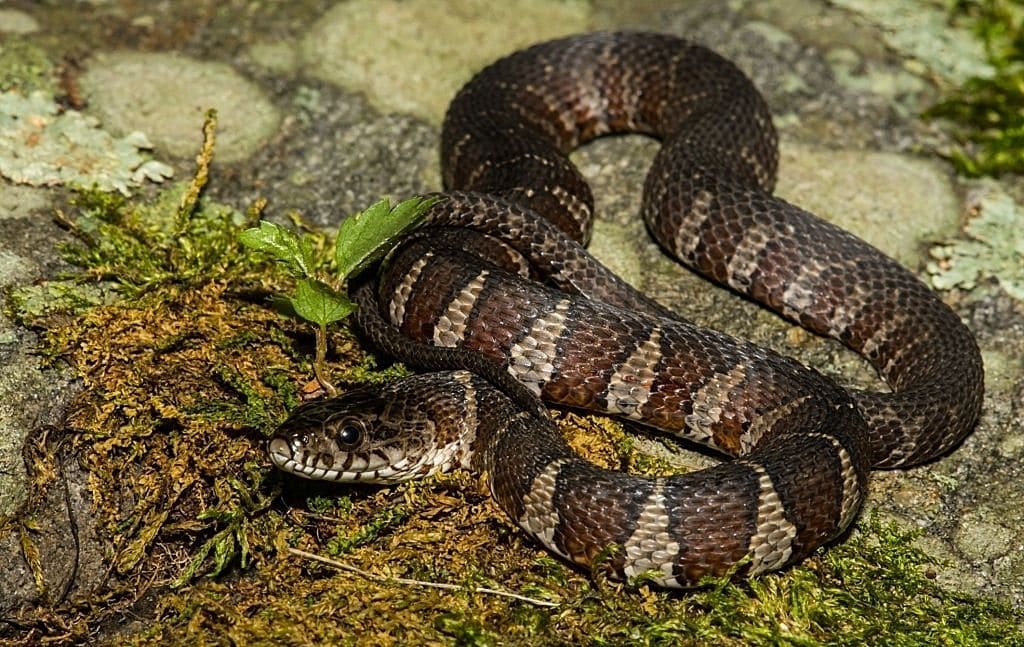 northern water snake look-alike