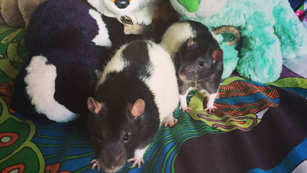 roxy's rats amongst some stuffed animals