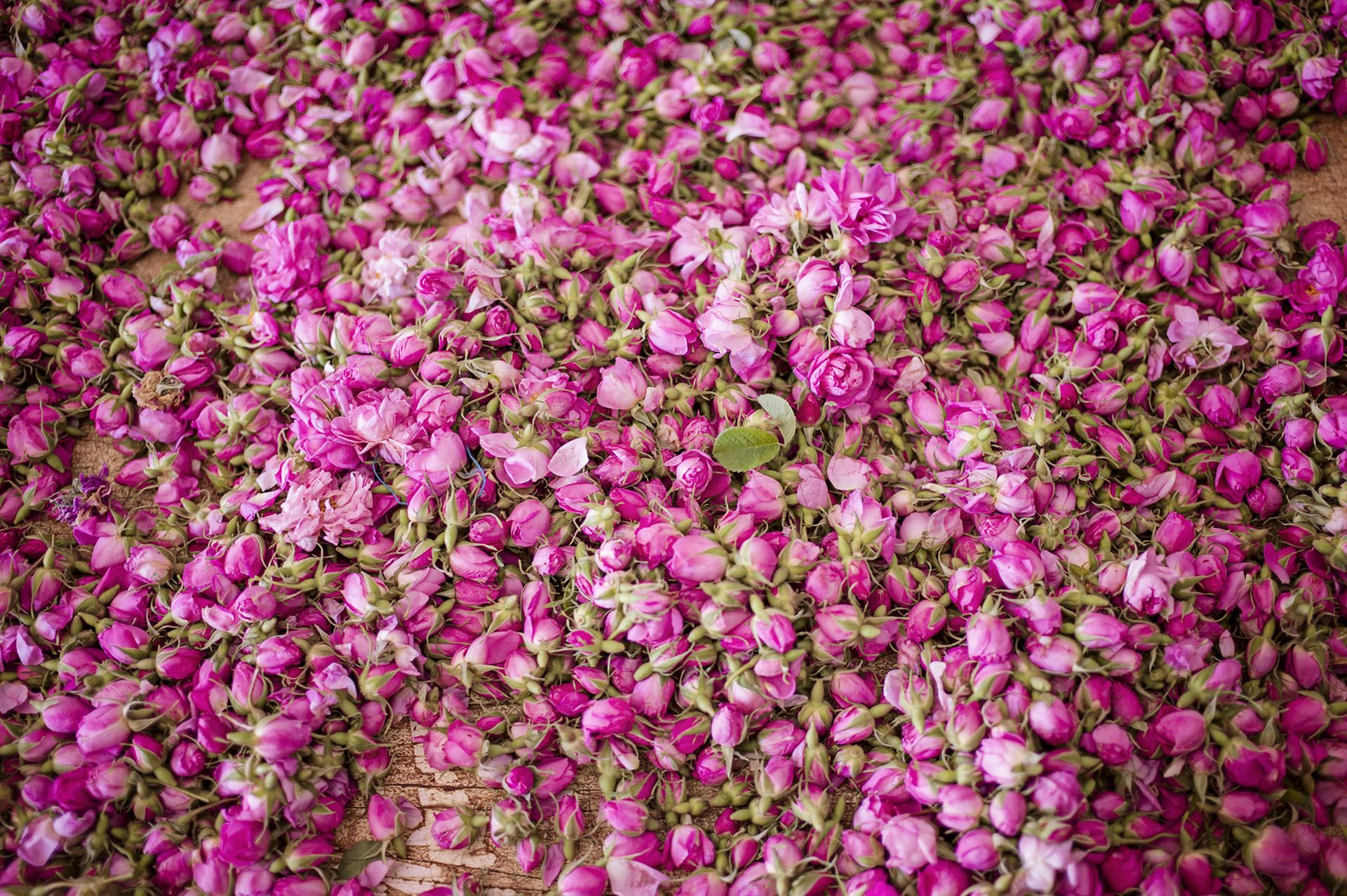 Rose festival in Kelaa Mgouna © gary jim/Shutterstock