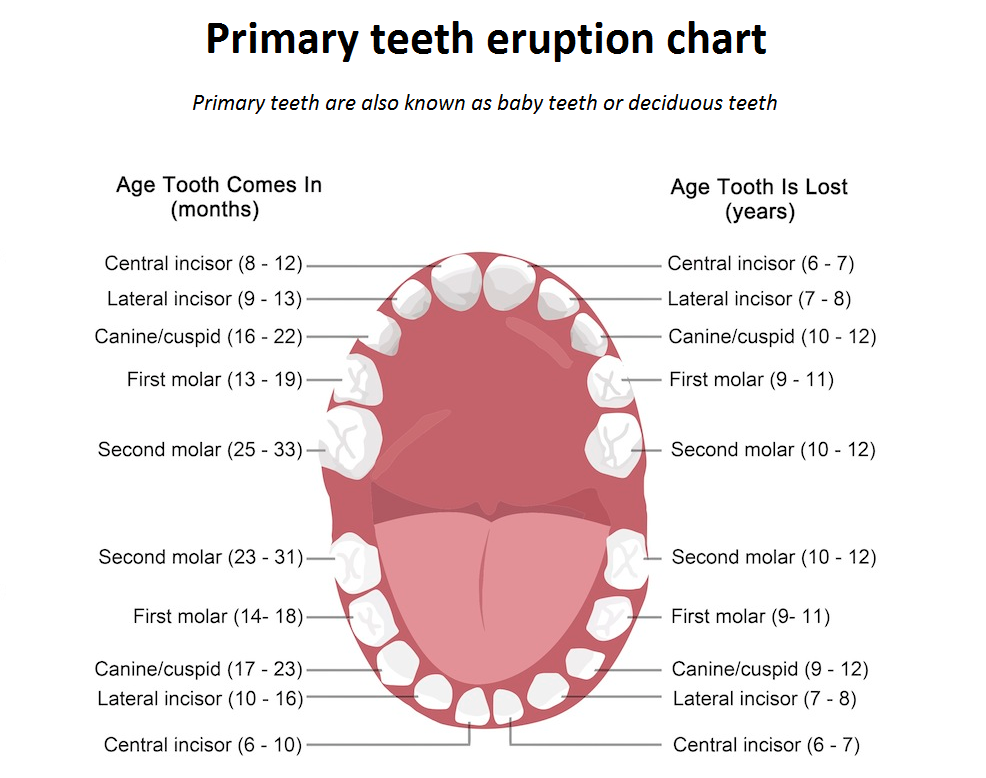 Tooth Chart With Primary And Permanent Teeth