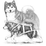 Alaskan Malamute clipart