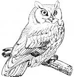 Horned Owl coloring