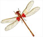 Damselfly clipart