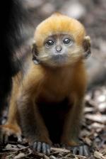 Dusky Leaf Monkey coloring