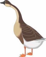 Egyptian Goose clipart