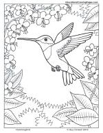 Hummingbird coloring