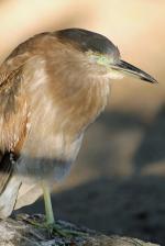 Juvenile Night Heron svg