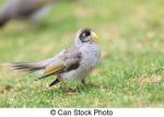 Noisy Miner clipart