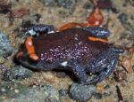 Red Crowned Toadlet coloring