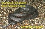 Red-bellied Black Snake coloring