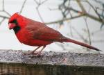 Red-Crested Cardinal coloring