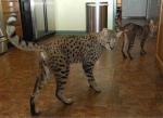 Savannah Cat svg