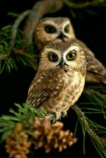 Saw Whet Owl svg