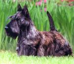 Scottish Terrier  coloring