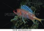 Squirrelfish clipart