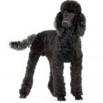 Standard Poodle clipart