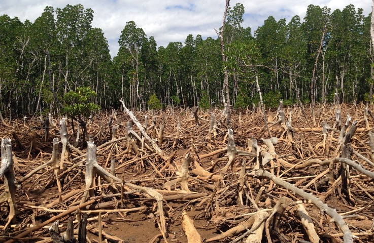 Deforestation In Brazil S Amazon Edges Down Still High Under Bolsonaro Science Environment