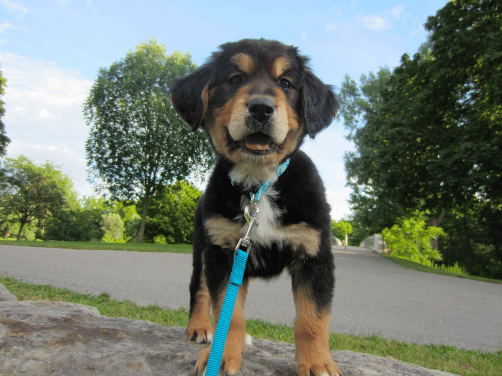 Golden Mountain Dog Puppy