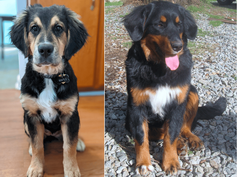 bernese mountain dog golden retriever mix