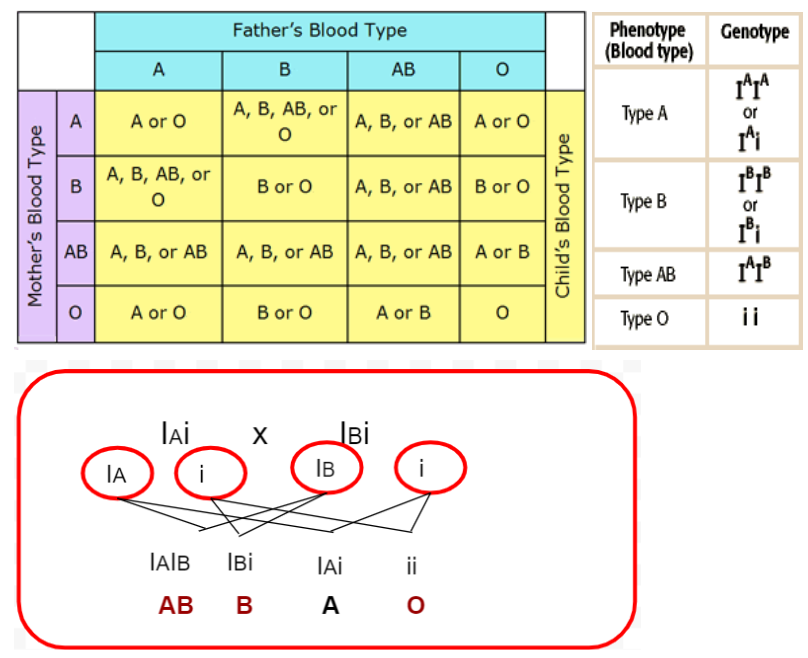 Three children in a family have blood types O, AB and B respectively ...