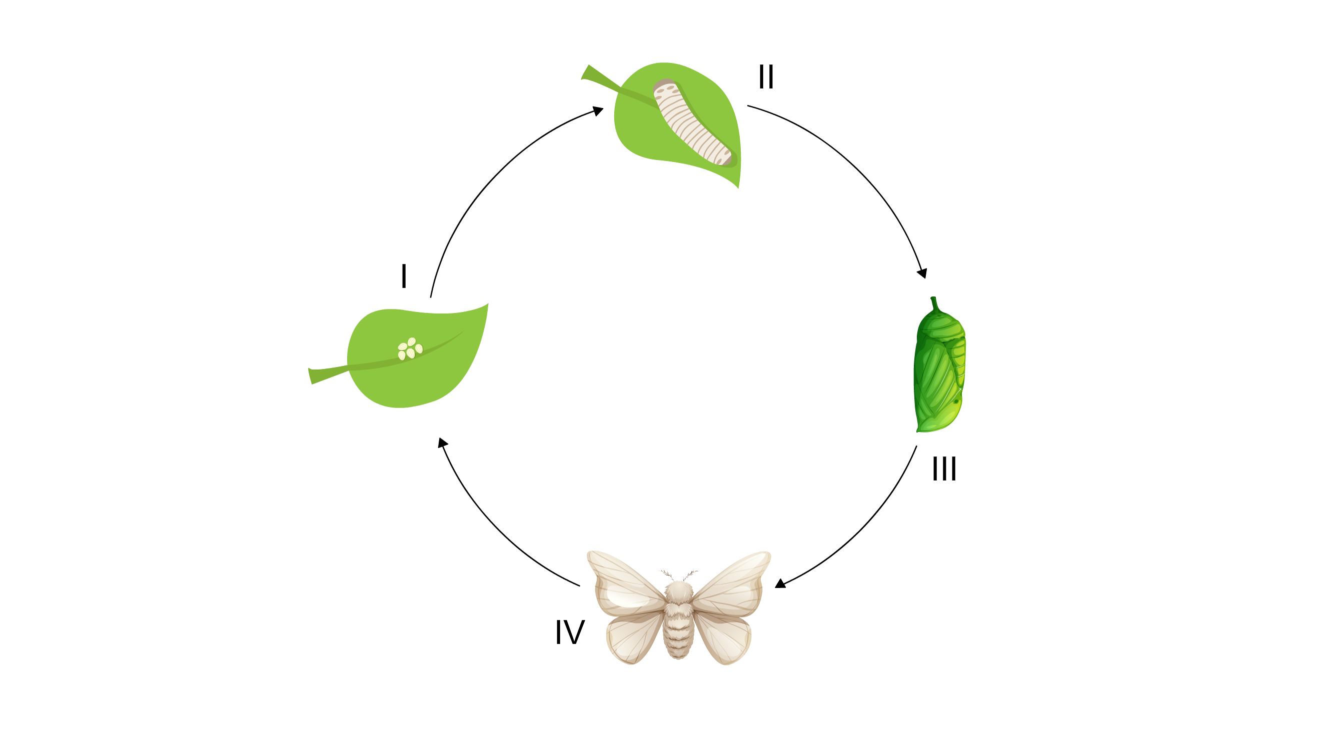 Life Cycle Of Silkworm