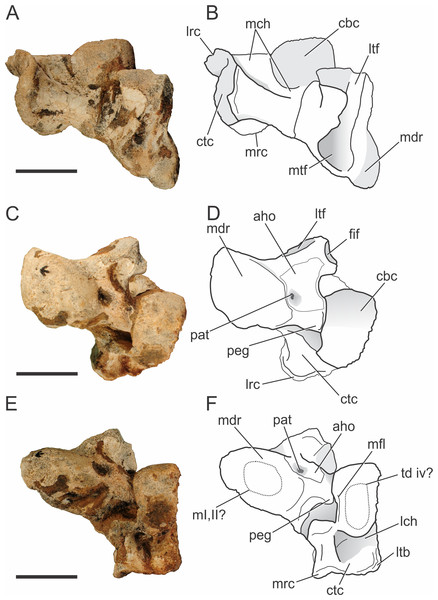 Pissarrachampsa sera (holotype, LPRP/USP 0019), photographs and schematic drawings of the left astragalus and calcaneum in proximal (A and B), cranial (C and D), and distal views (E and F).