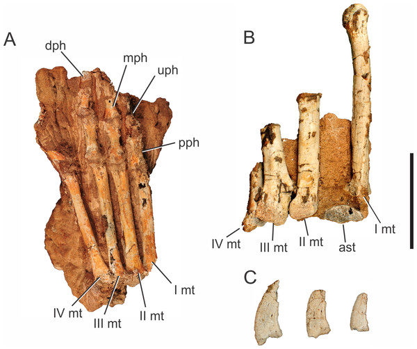 Pissarrachampsa sera, photographs of two pedes and ungual phalanges. (A) right pes of LPRP/USP 0746 in ventral view; (B) left pes of LPRP/USP 0019 (holotype) in dorsal view. (C) ungual phalanges of LPRP/USP 0019 (holotype).