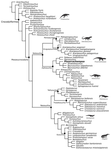 Strict consensus tree of the “control analysis” after excluding taxa with no cranial or postcranial characters.